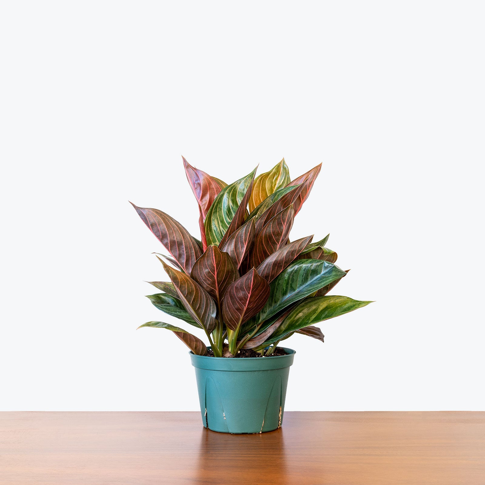 Chinese Evergreen Chocolate - House Plants Delivery Toronto - JOMO Studio