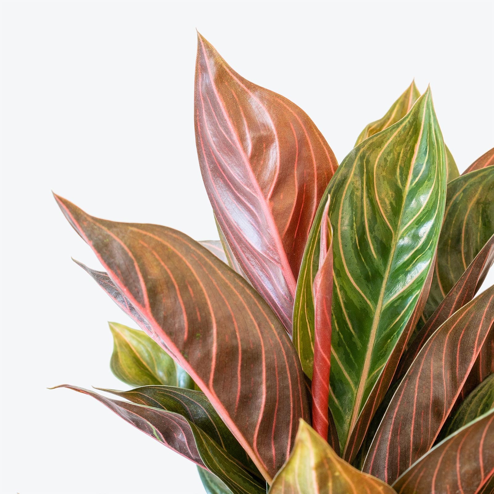 Chinese Evergreen Chocolate - House Plants Delivery Toronto - JOMO Studio