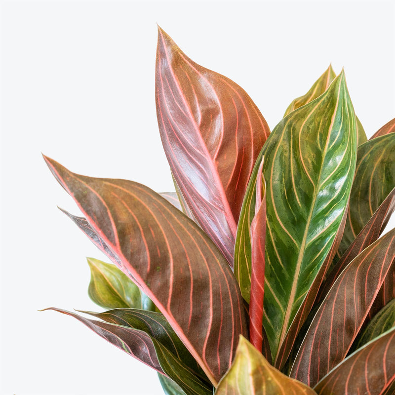 Chinese Evergreen Aglaonema Chocolate | Care Guide and Pro Tips - Delivery from Toronto across Canada - JOMO Studio