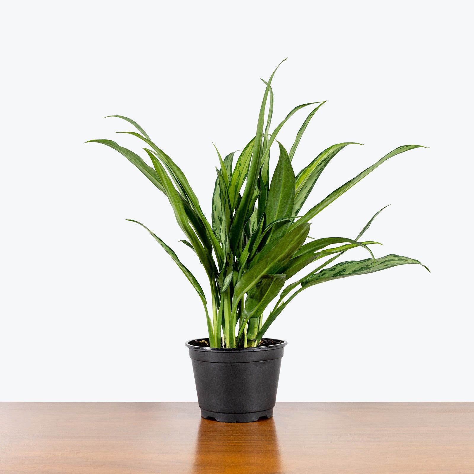 Chinese Evergreen Aglaonema Cutlass - House Plants Delivery Toronto - JOMO Studio