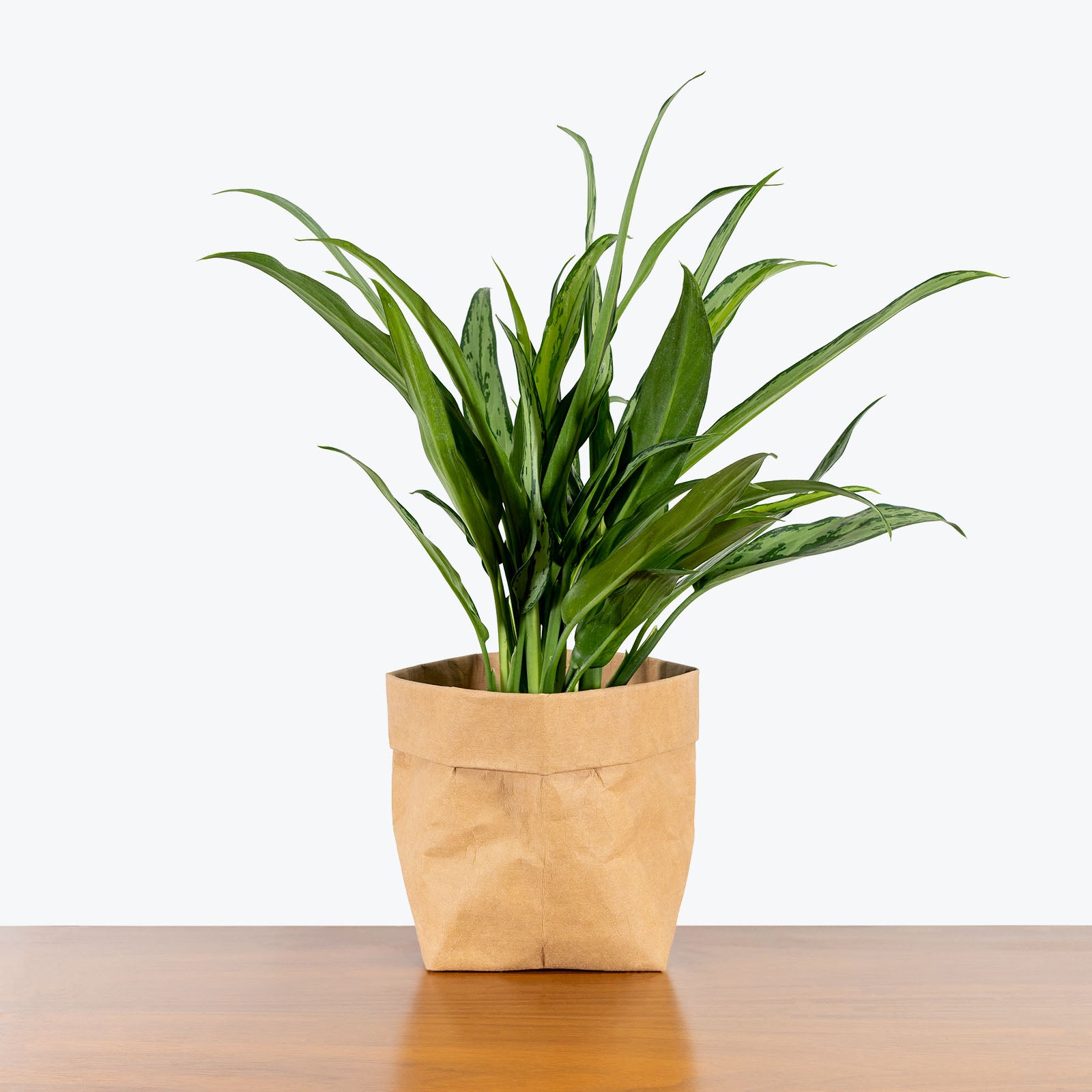 Chinese Evergreen Aglaonema Cutlass - House Plants Delivery Toronto - JOMO Studio