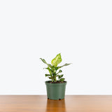 Chinese Evergreen Eileen — 6" Pot