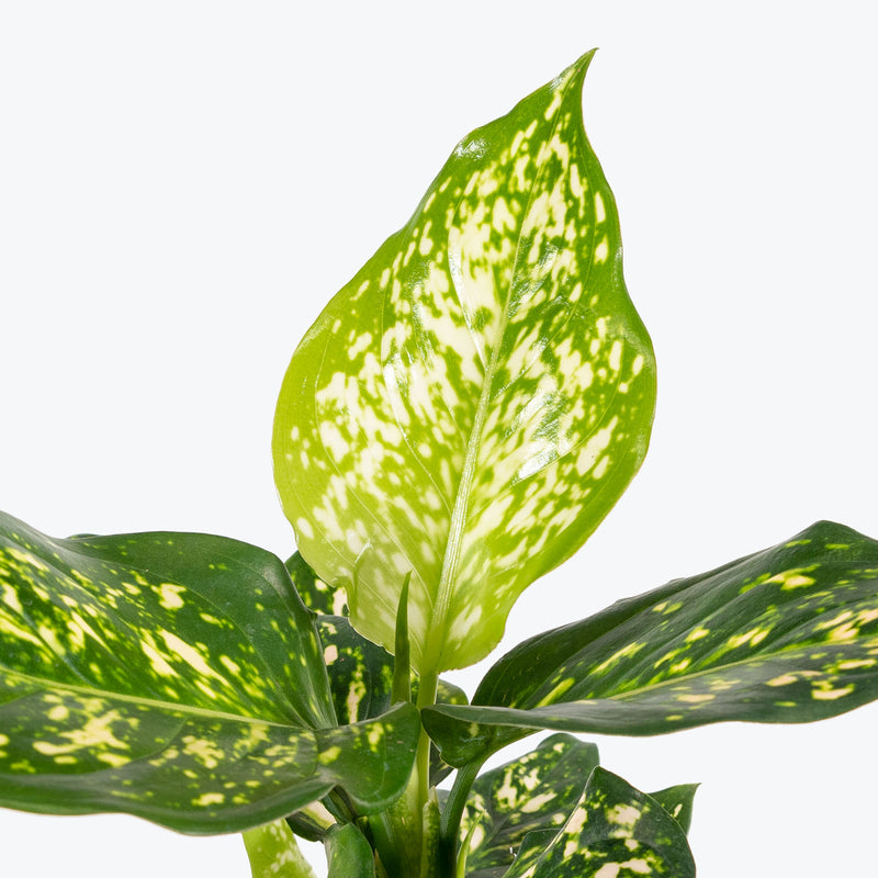 Chinese Evergreen Aglaonema Eileen - House Plants Delivery Toronto - JOMO Studio