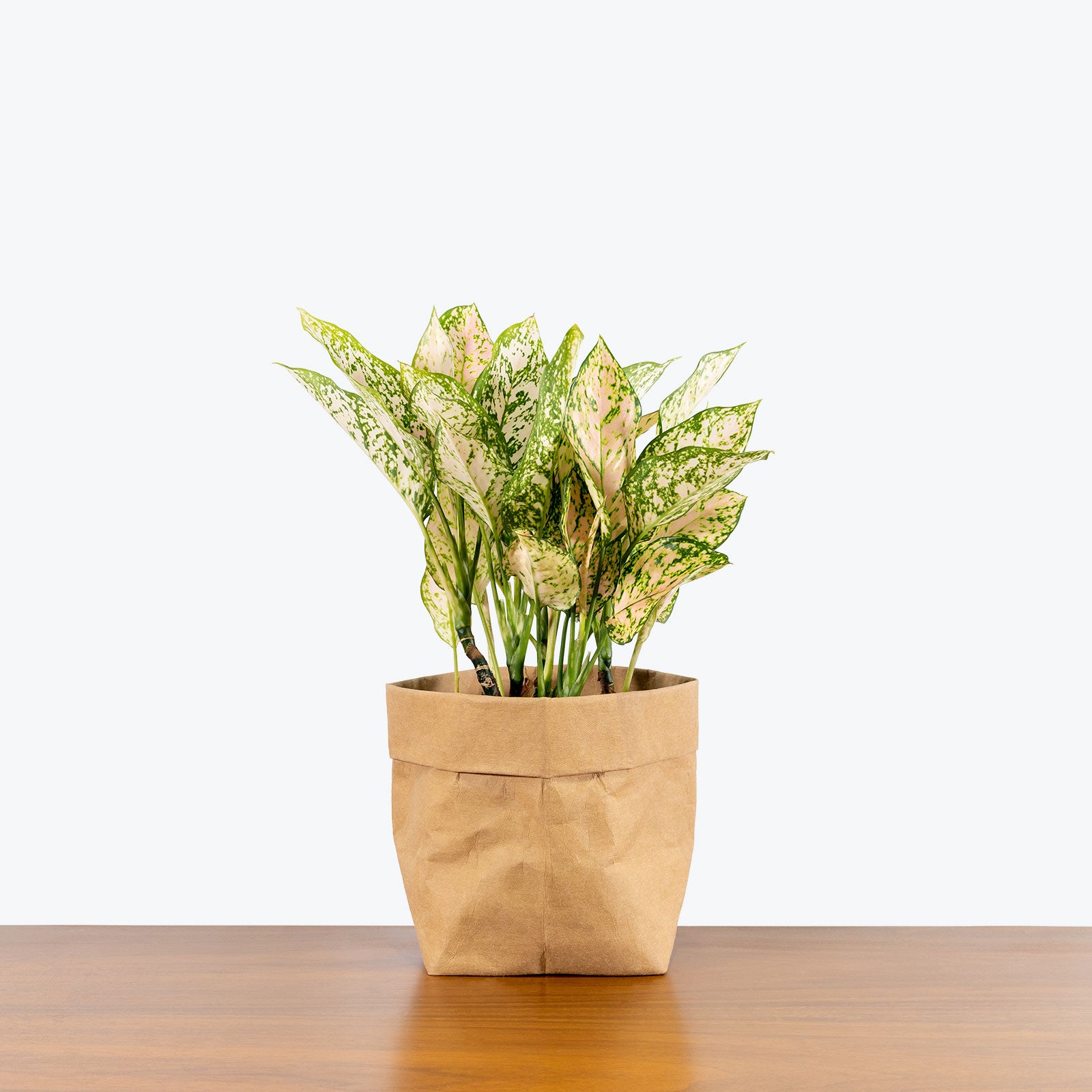 Chinese Evergreen Aglaonema Etta Rose - House Plants Delivery Toronto - JOMO Studio