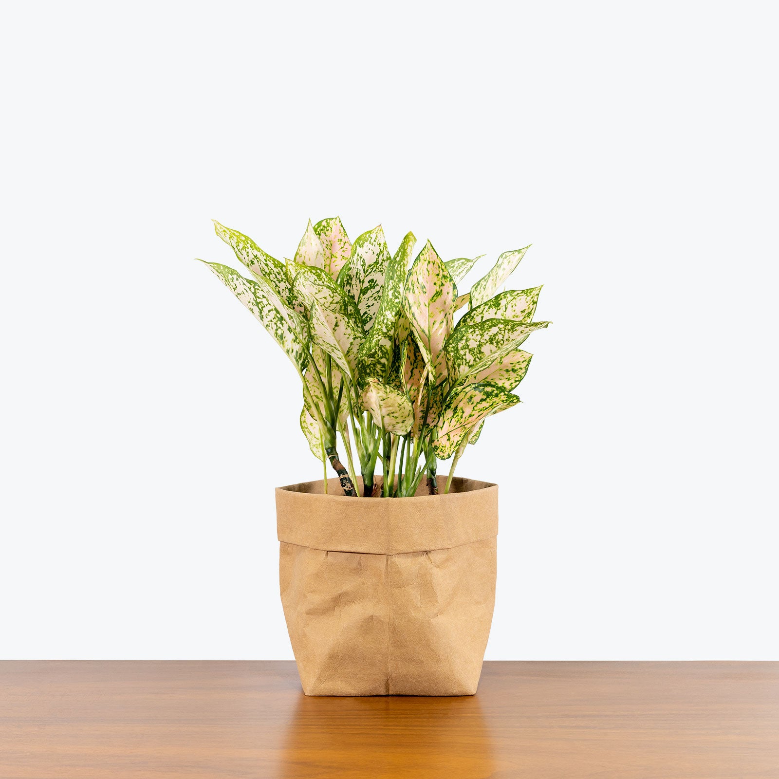 aglaonema etta rose care Chinese Evergreen Aglaonema Etta Rose - House Plants Delivery Toronto