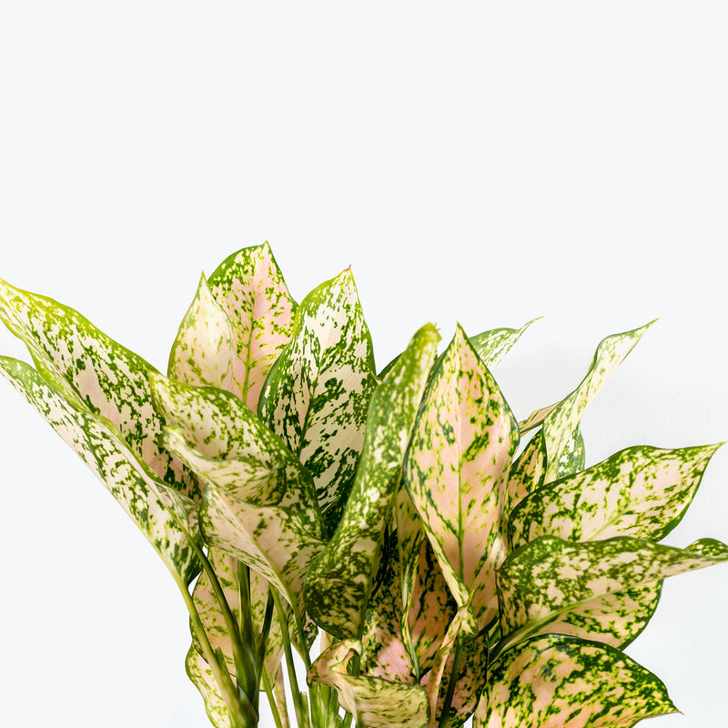 Chinese Evergreen Aglaonema Etta Rose - House Plants Delivery Toronto - JOMO Studio