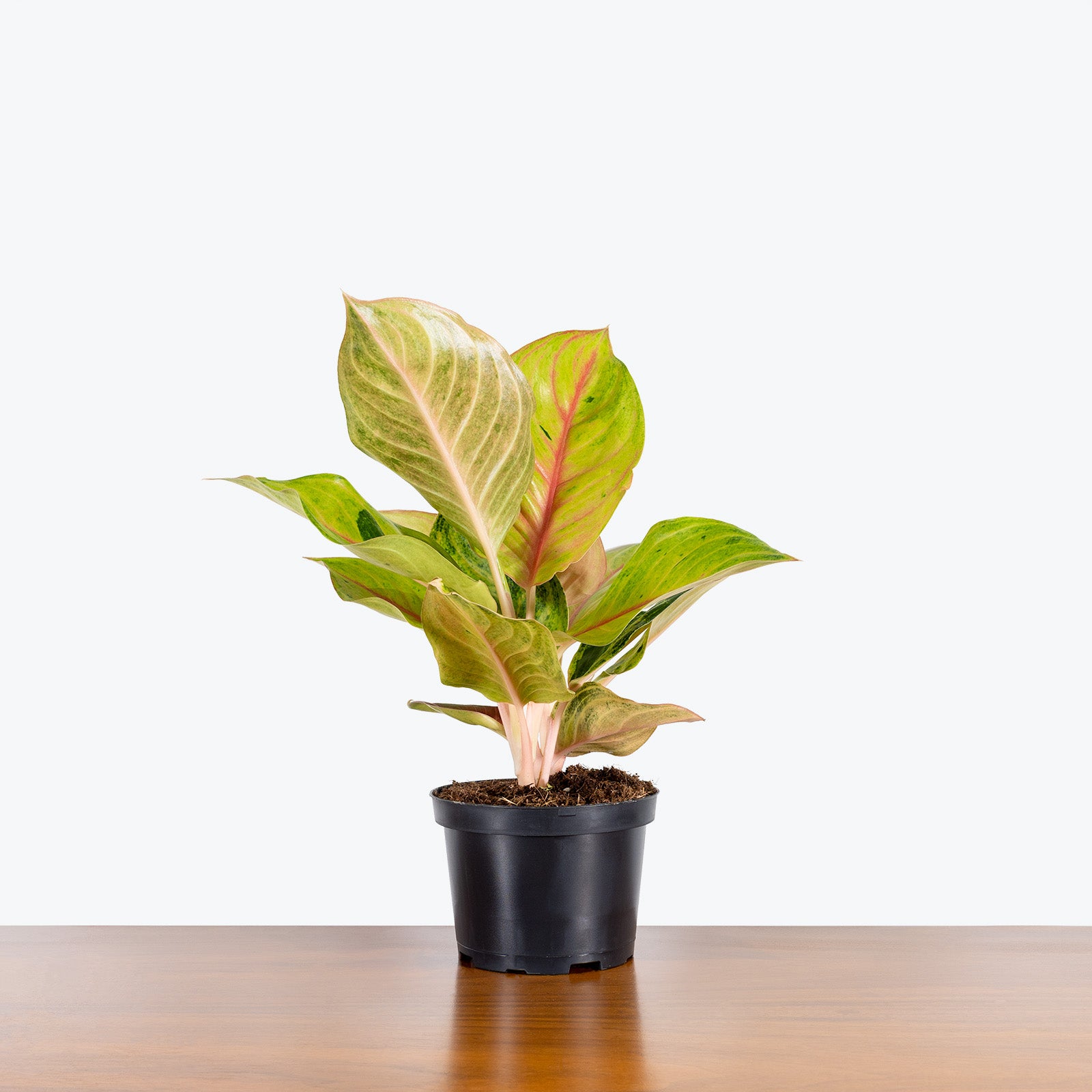 Chinese Evergreen Aglaonema Golden Fluorite - House Plants Delivery Toronto - JOMO Studio