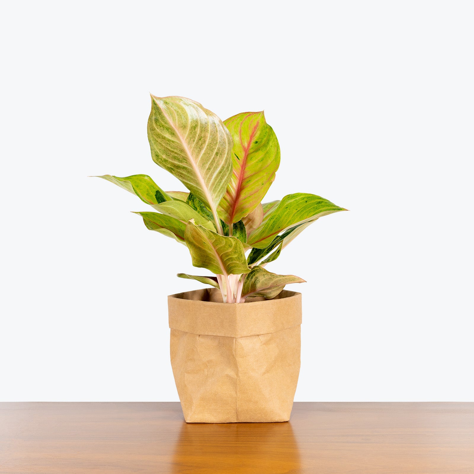 Chinese Evergreen Aglaonema Golden Fluorite - House Plants Delivery Toronto - JOMO Studio