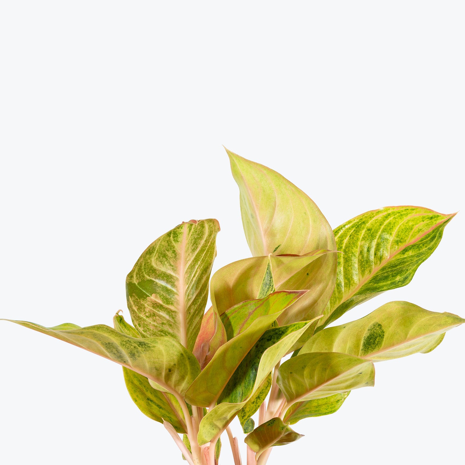 Chinese Evergreen Aglaonema Golden Fluorite - House Plants Delivery Toronto - JOMO Studio