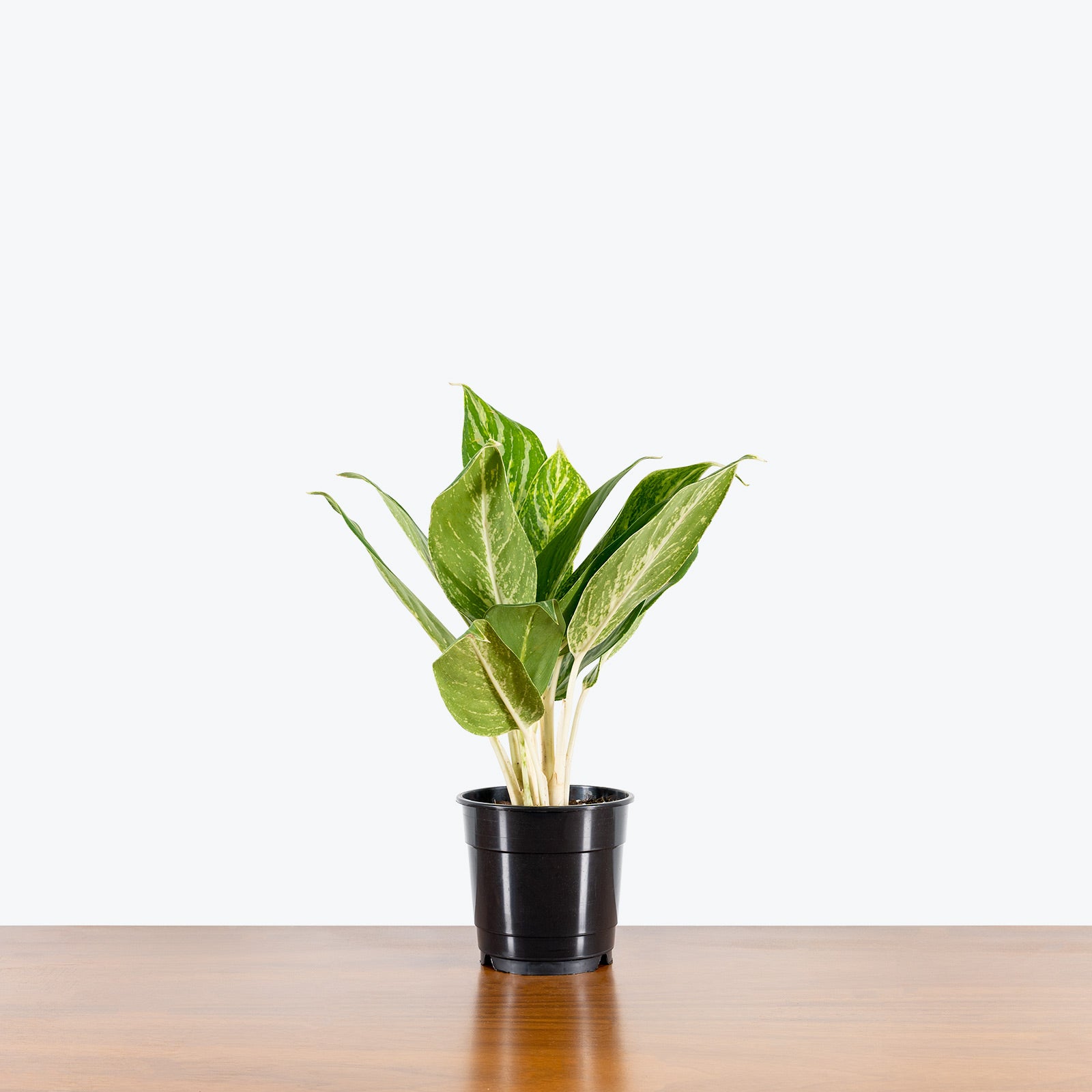 Chinese Evergreen Aglaonema Golden Madonna - House Plants Delivery Toronto - JOMO Studio