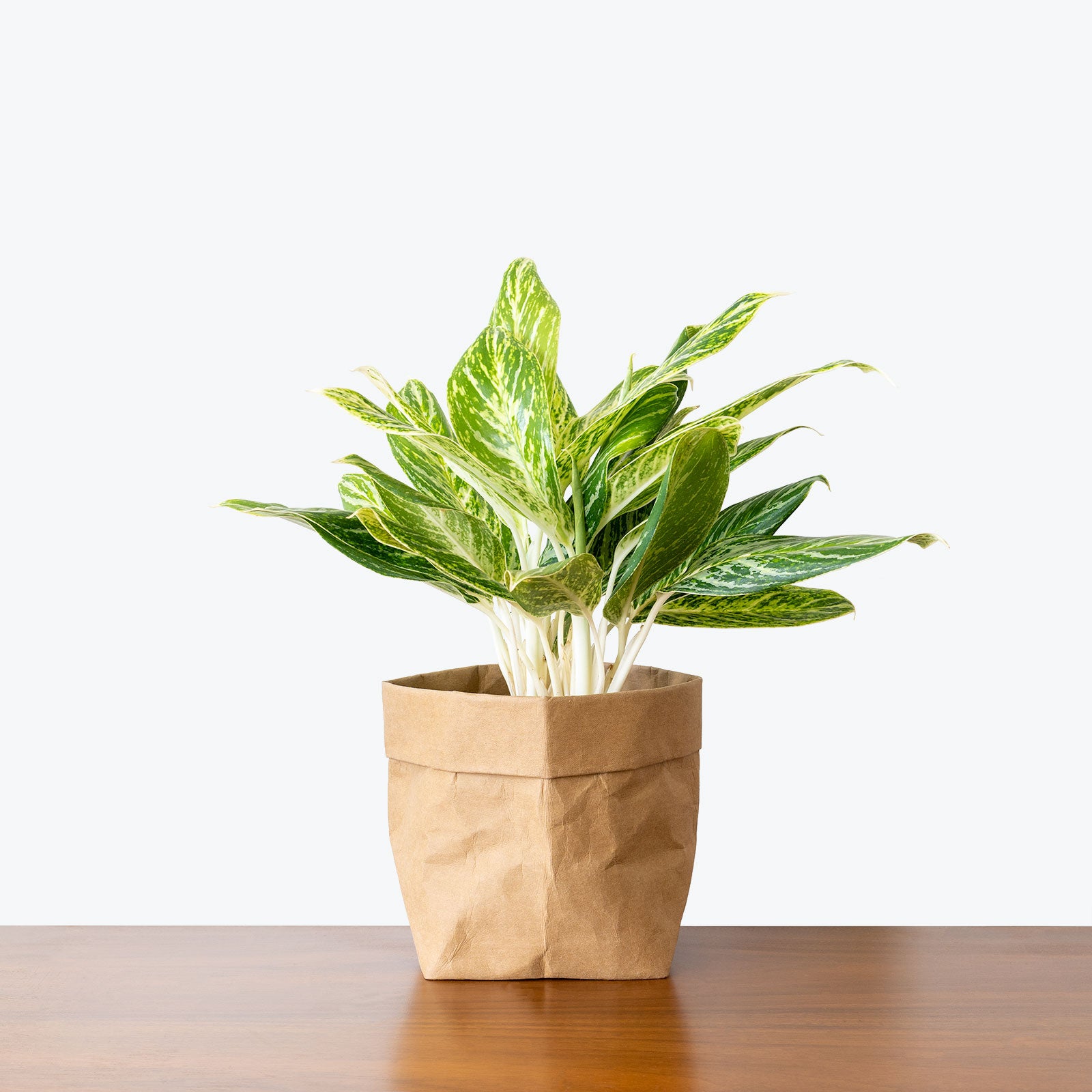 Chinese Evergreen Aglaonema Golden Madonna - House Plants Delivery Toronto - JOMO Studio