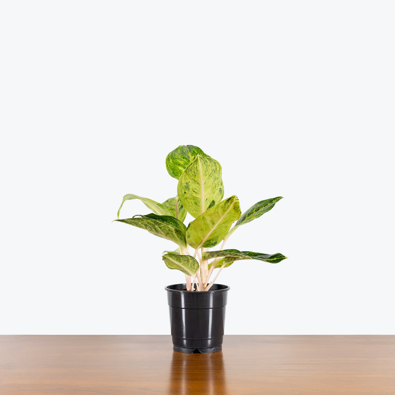Chinese Evergreen Aglaonema Green Papaya - House Plants Delivery Toronto - JOMO Studio