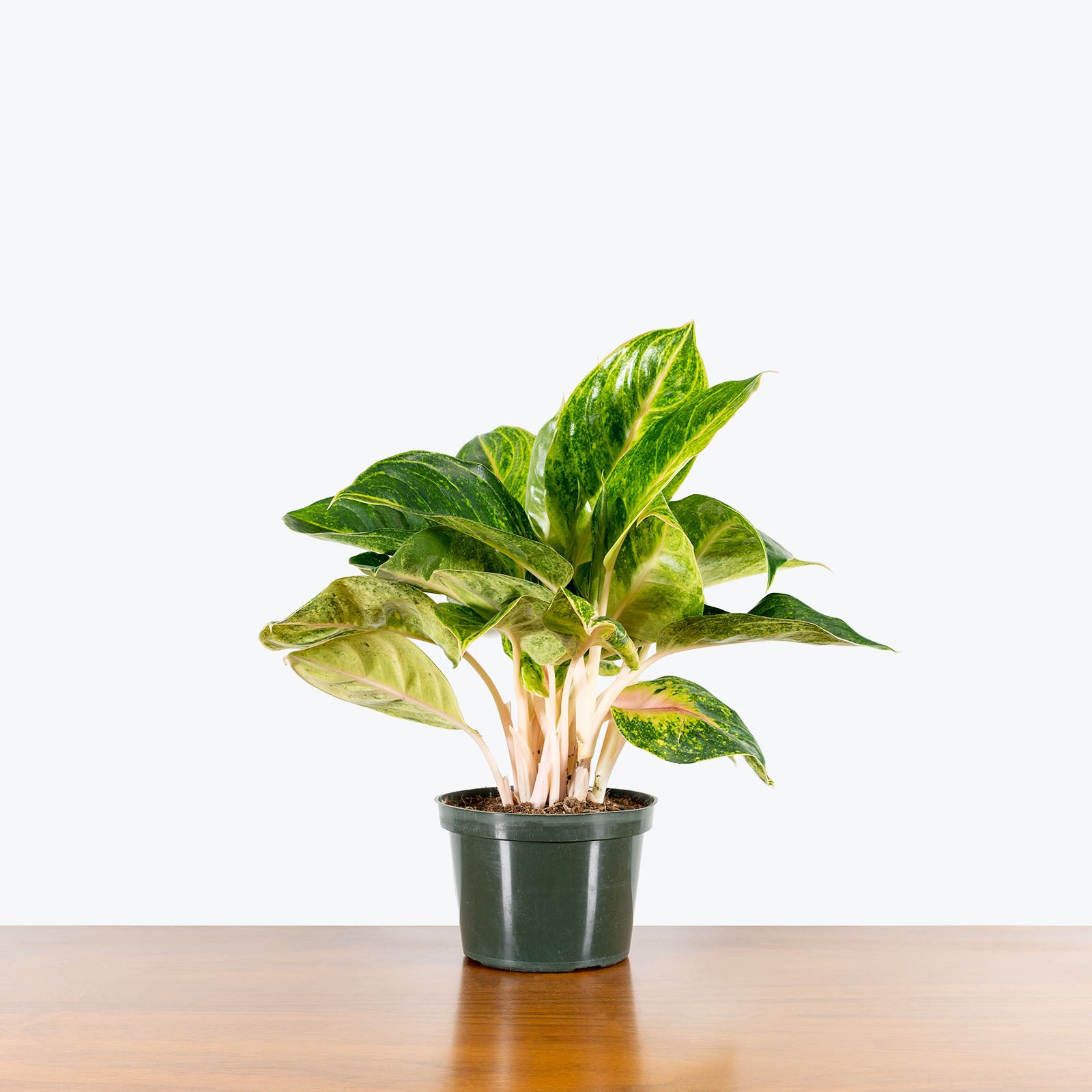 Chinese Evergreen Aglaonema Green Papaya - House Plants Delivery Toronto - JOMO Studio
