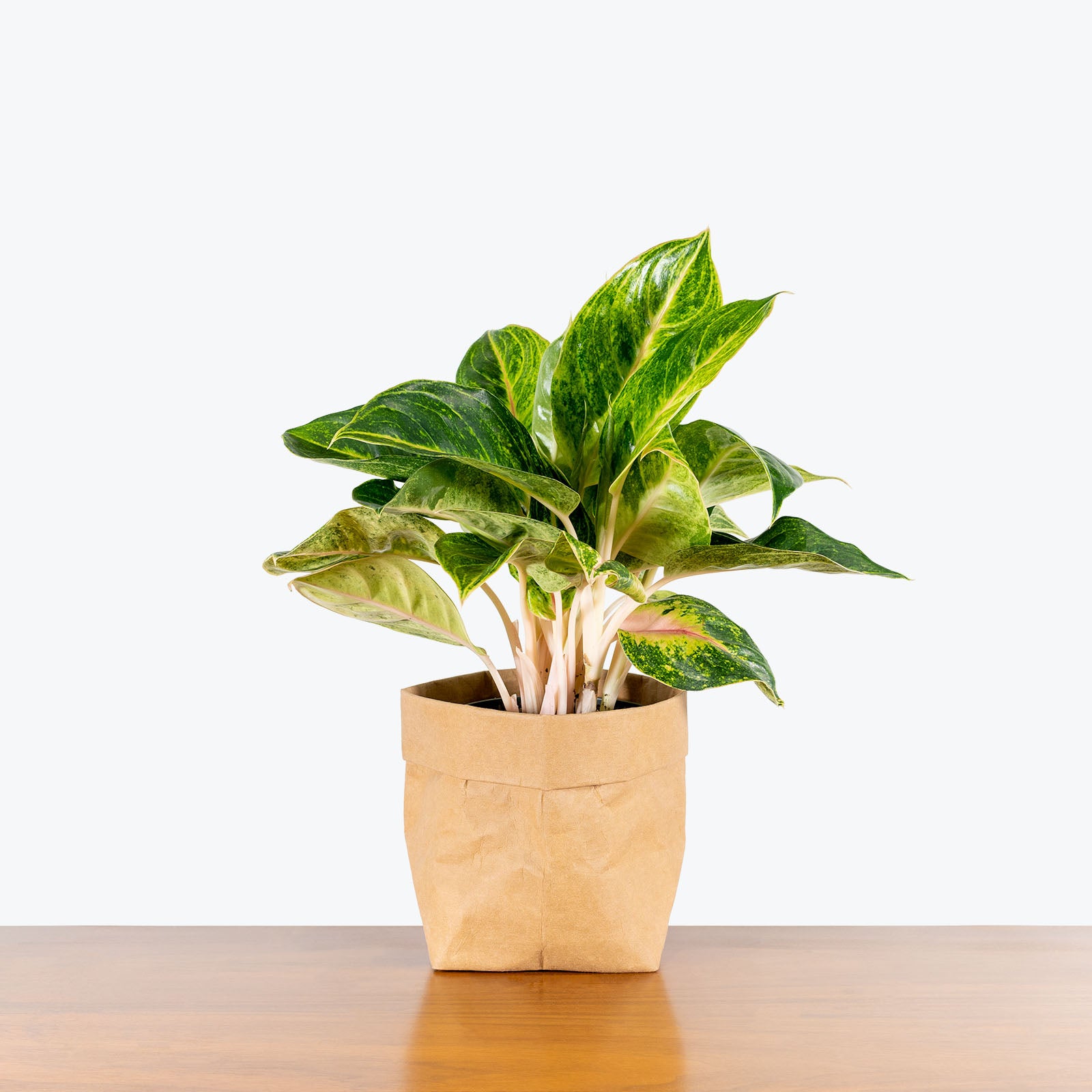 Chinese Evergreen Aglaonema Green Papaya - House Plants Delivery Toronto - JOMO Studio