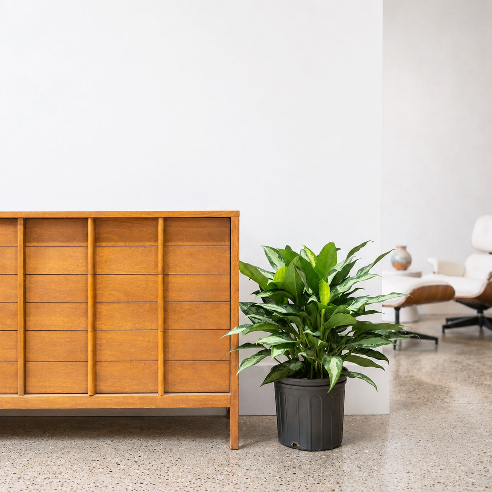 Chinese Evergreen Jubilee - House Plants Delivery Toronto - JOMO Studio