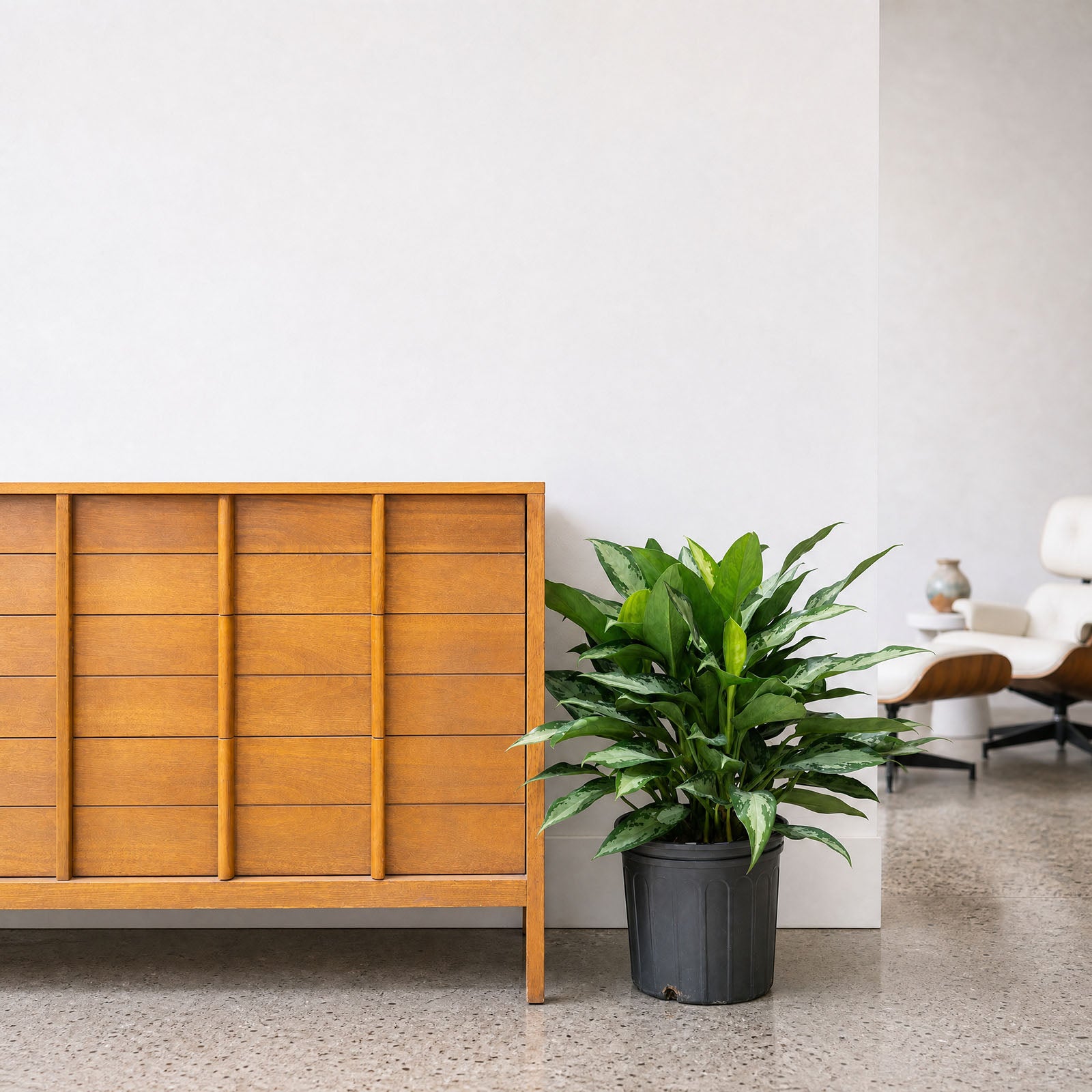 Chinese Evergreen Jubilee - House Plants Delivery Toronto - JOMO Studio