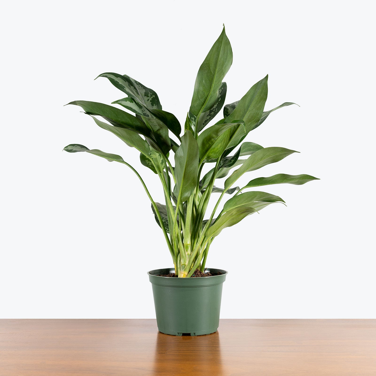 Chinese Evergreen Jubilee - House Plants Delivery Toronto - JOMO Studio