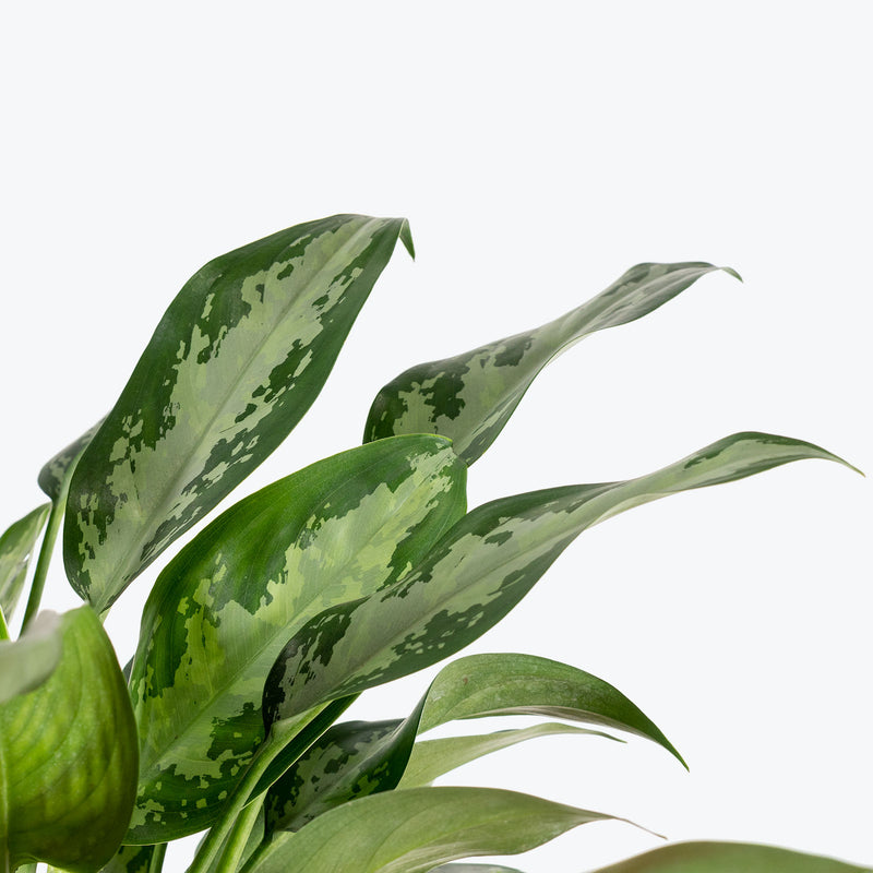 Chinese Evergreen Jubilee - House Plants Delivery Toronto - JOMO Studio