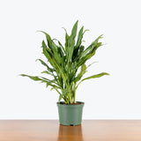 Chinese Evergreen Juliette — 6" Pot