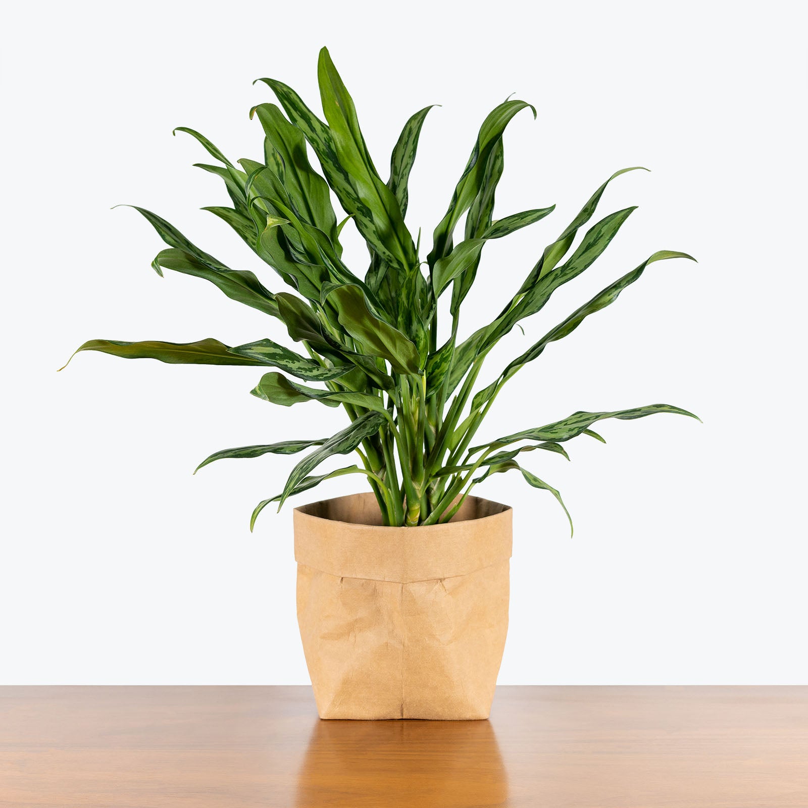 Chinese Evergreen Juliette - House Plants Delivery Toronto - JOMO Studio