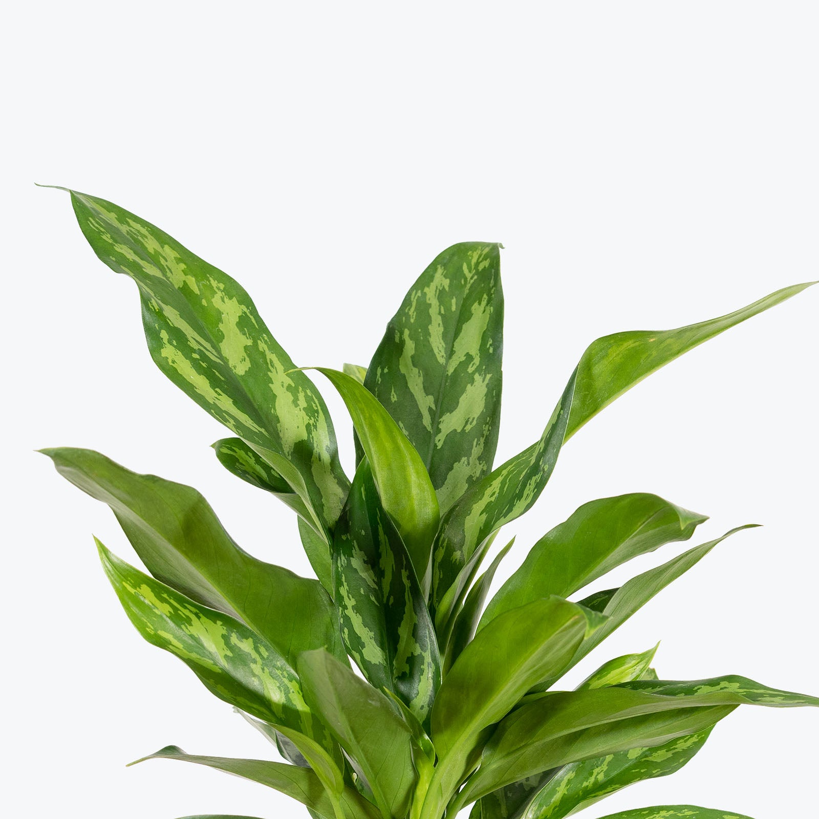 Chinese Evergreen Maria - House Plants Delivery Toronto - JOMO Studio