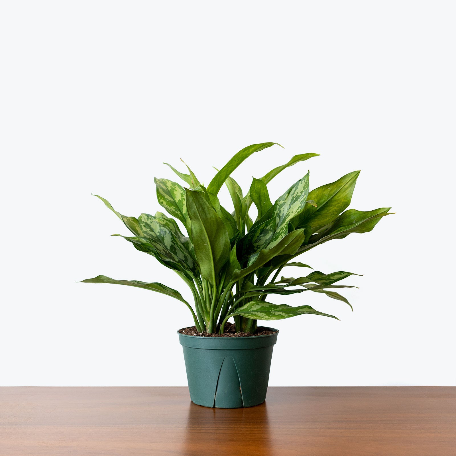 Chinese Evergreen Maria - House Plants Delivery Toronto - JOMO Studio