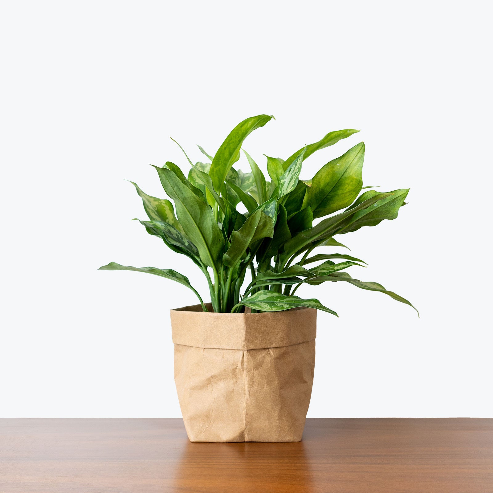 Chinese Evergreen Maria - House Plants Delivery Toronto - JOMO Studio