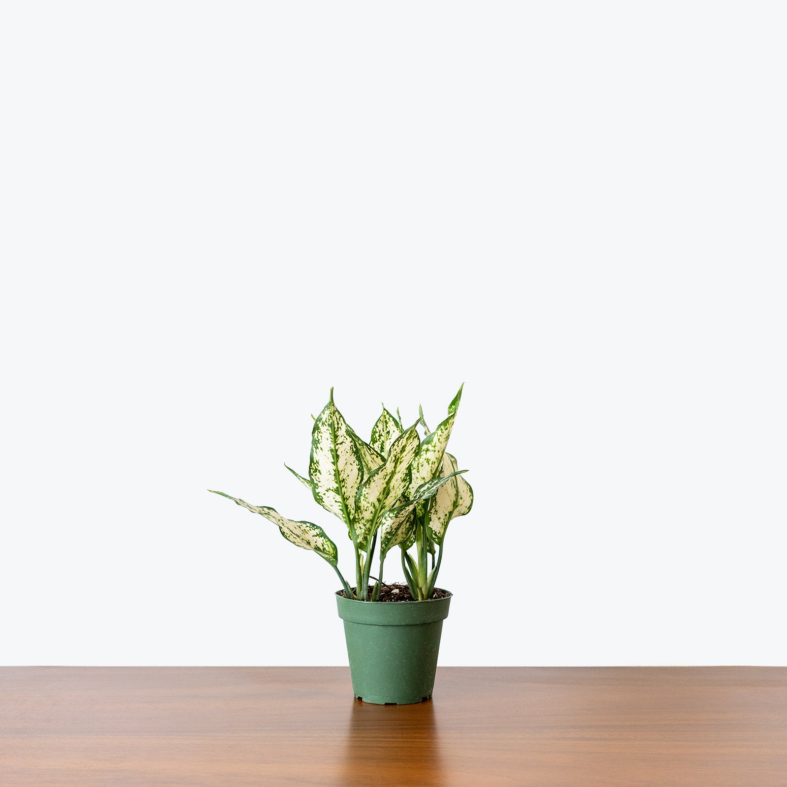 Chinese Evergreen Osaka White - House Plants Delivery Toronto - JOMO Studio