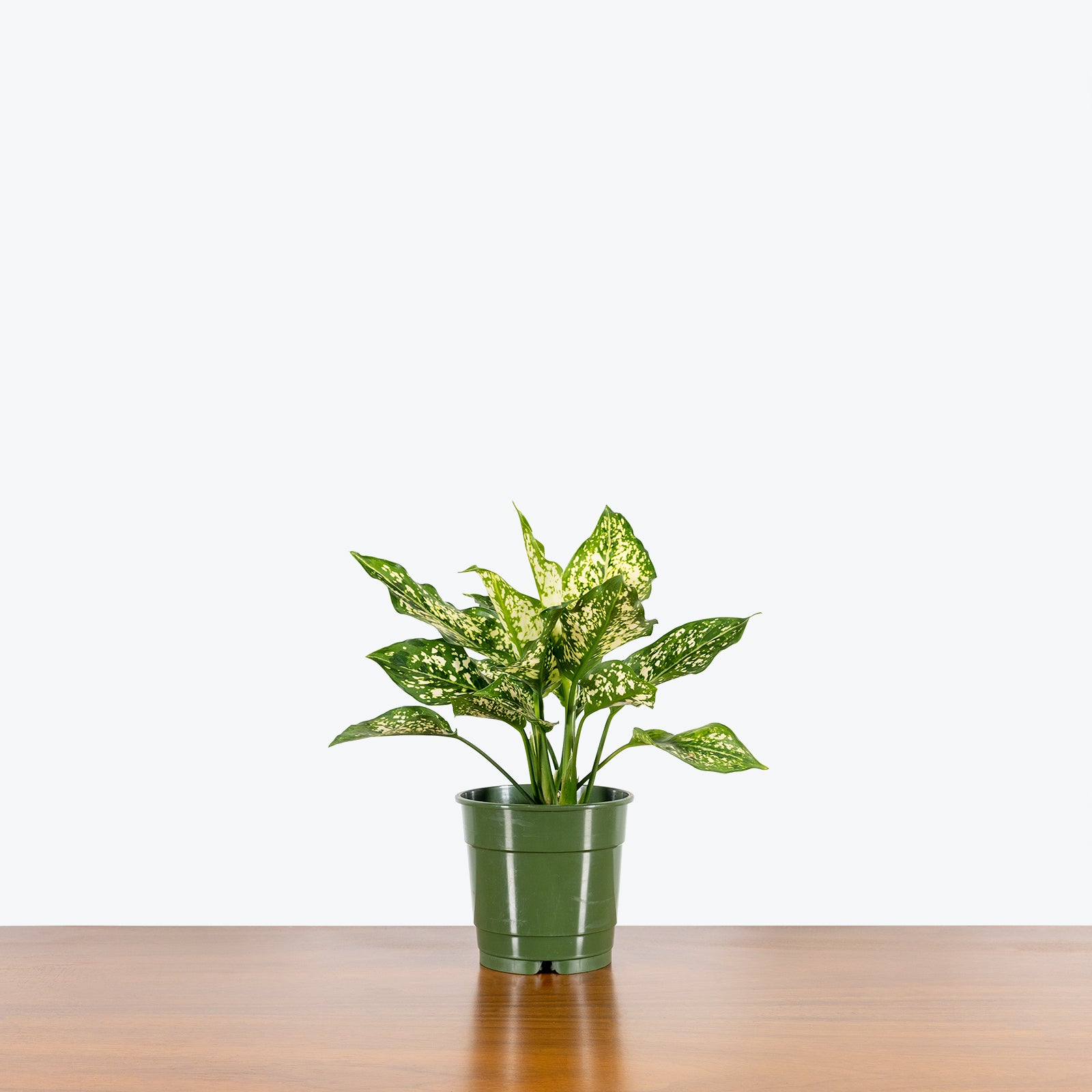 Chinese Evergreen Osaka White - House Plants Delivery Toronto - JOMO Studio