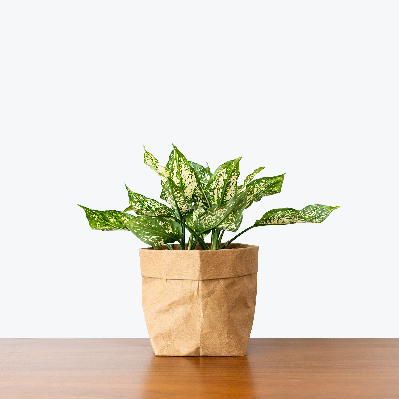 Chinese Evergreen Osaka White - House Plants Delivery Toronto - JOMO Studio