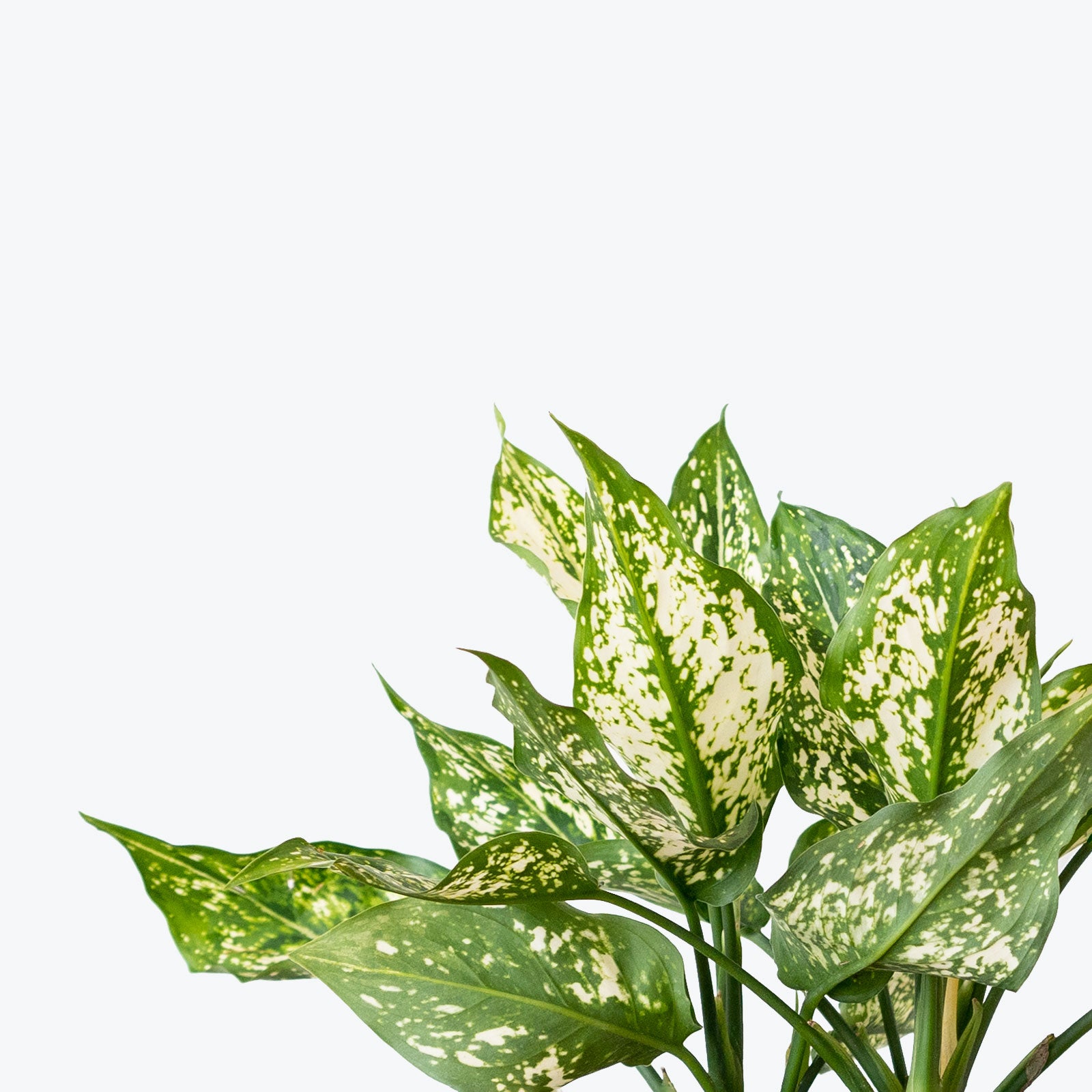 Chinese Evergreen Osaka White - House Plants Delivery Toronto - JOMO Studio