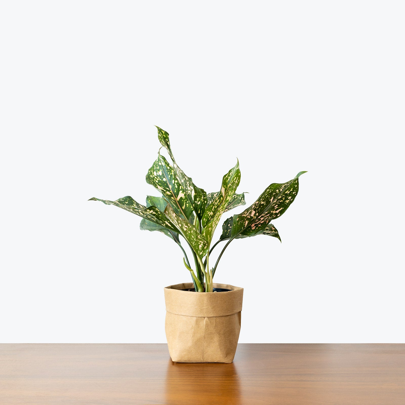 Chinese Evergreen Aglaonema Pink Dalmatian - House Plants Delivery Toronto - JOMO Studio