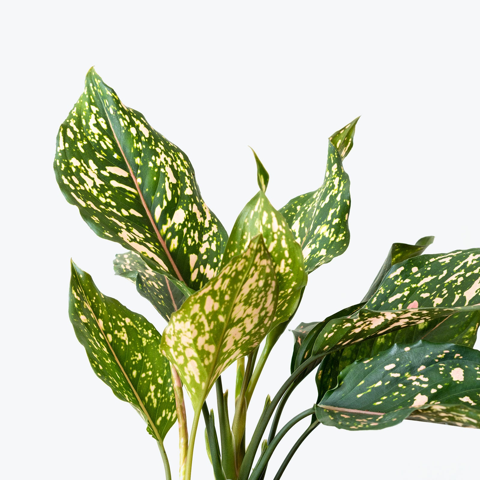 Chinese Evergreen Aglaonema Pink Dalmatian - House Plants Delivery Toronto - JOMO Studio