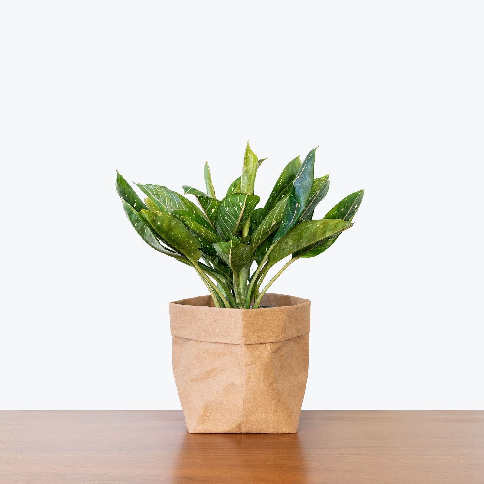 Chinese Evergreen Pink Moon - House Plants Delivery Toronto - JOMO Studio