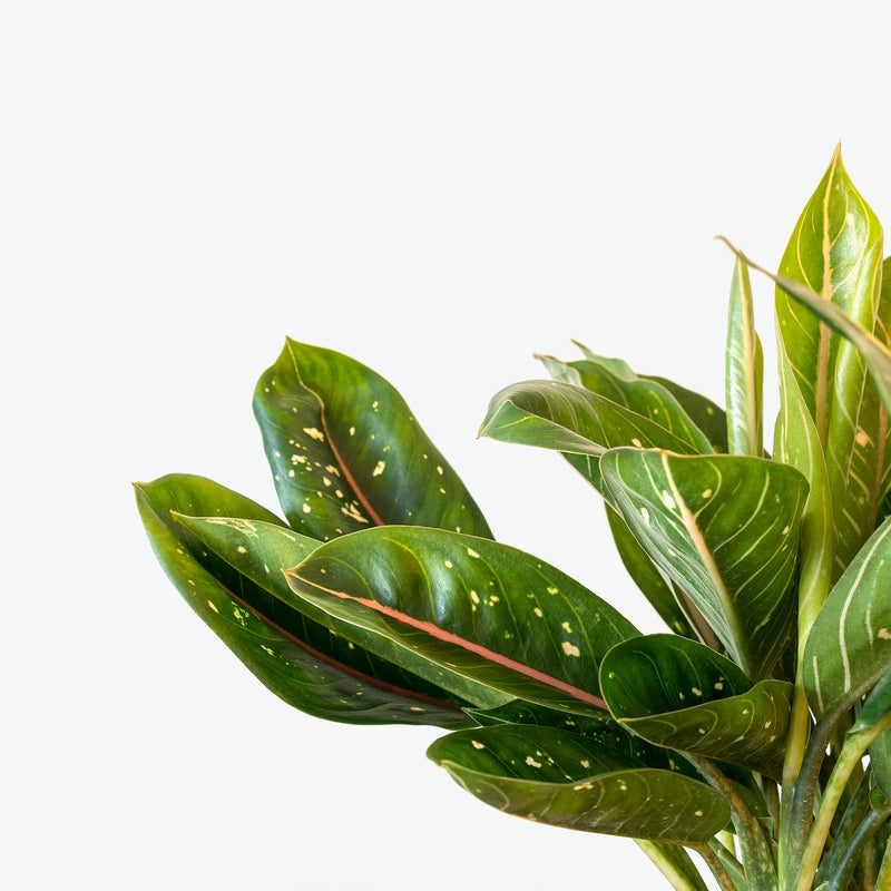 Chinese Evergreen Pink Moon - House Plants Delivery Toronto - JOMO Studio