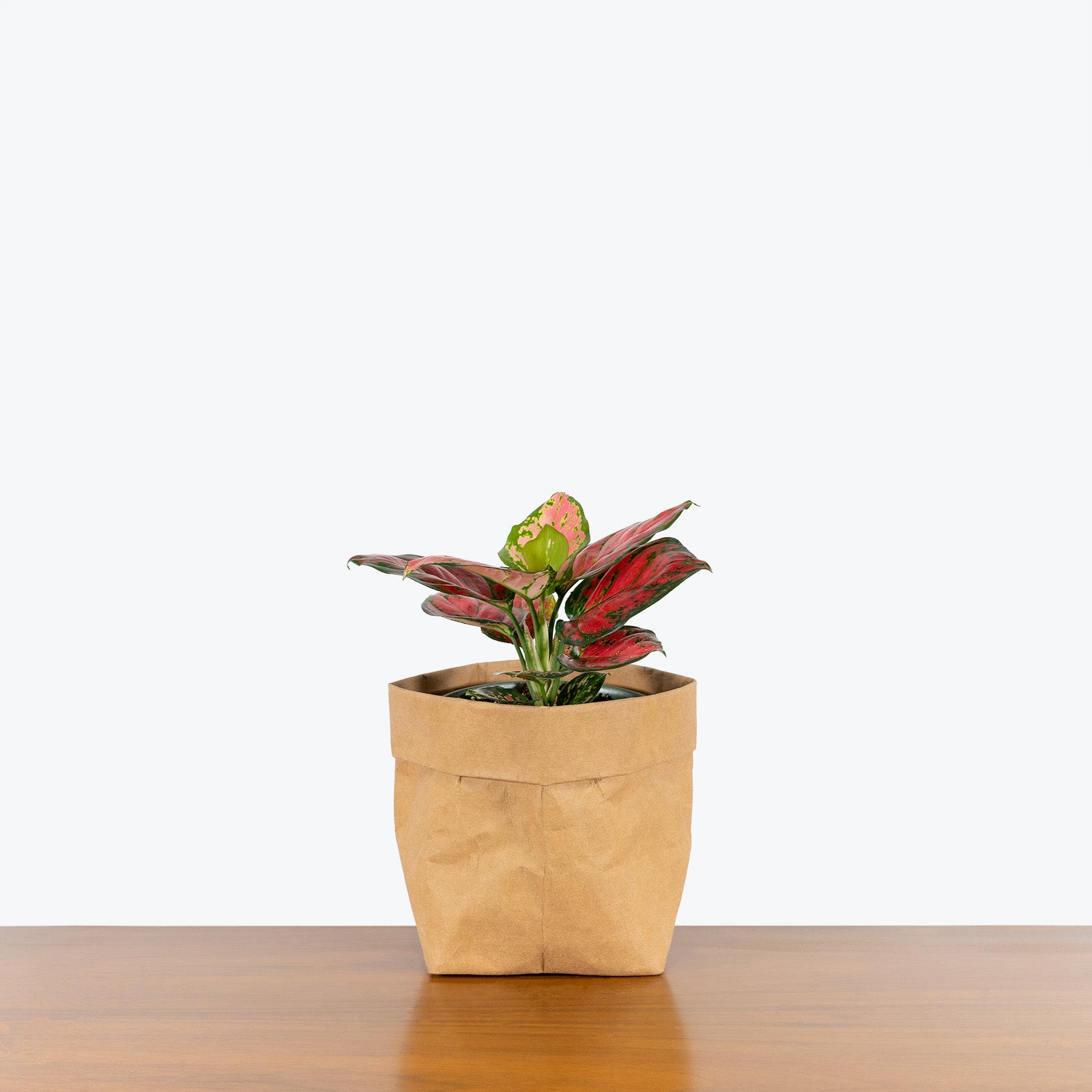 Chinese Evergreen Aglaonema Red Beauty - House Plants Delivery Toronto - JOMO Studio