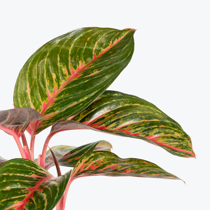 Chinese Evergreen Aglaonema Red Emerald - House Plants Delivery Toronto - JOMO Studio