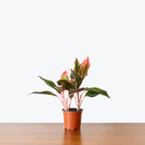 Chinese Evergreen Red Siam — 4" Pot (smaller than picture)