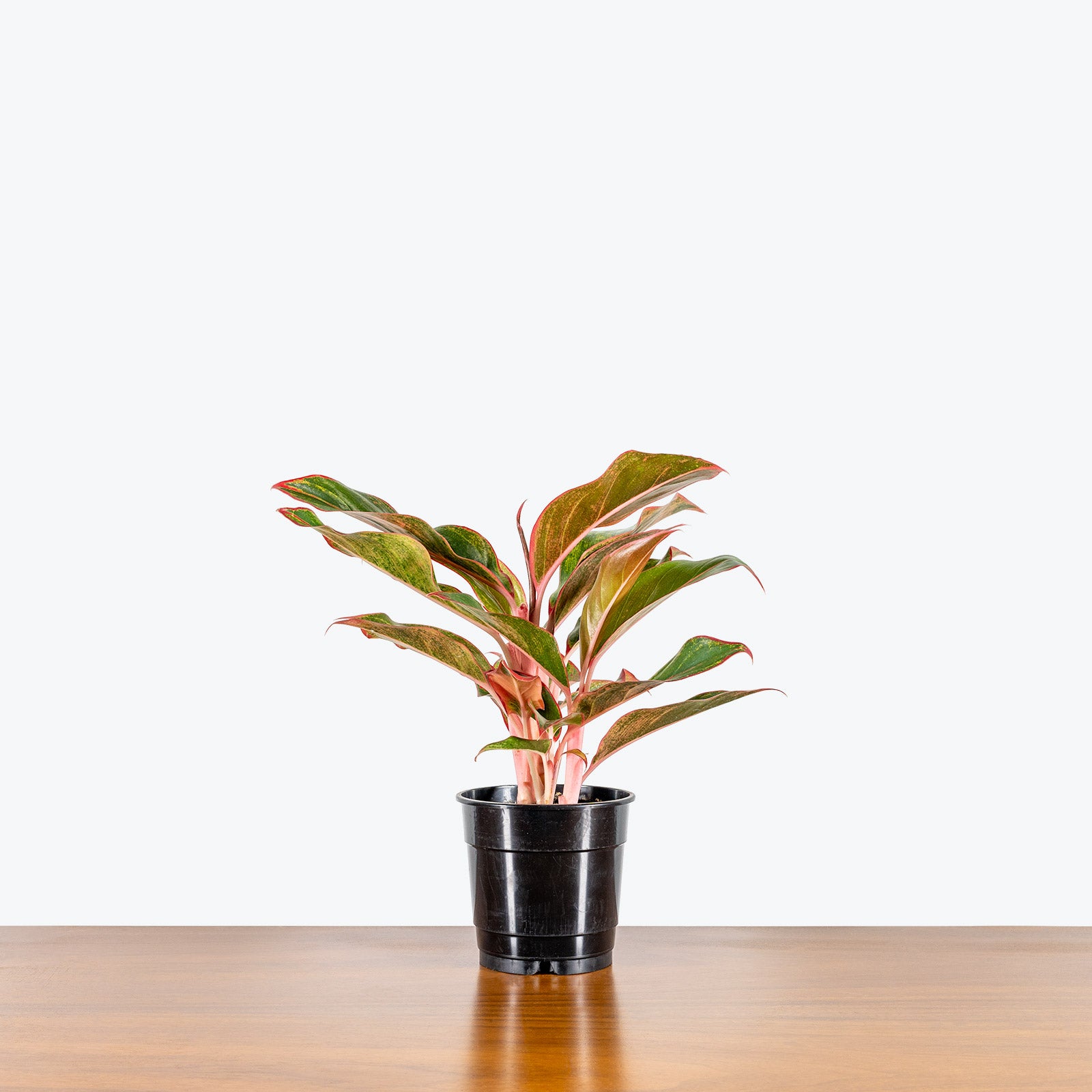 Chinese Evergreen Red Siam - House Plants Delivery Toronto - JOMO Studio