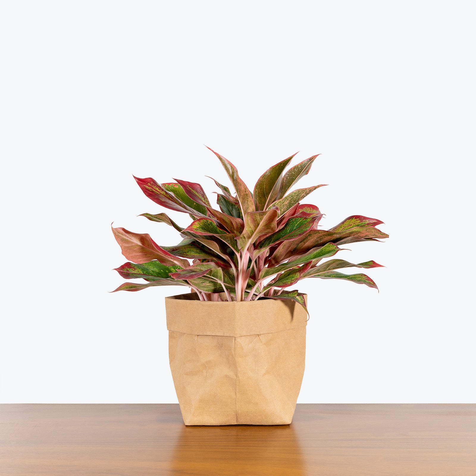 Chinese Evergreen Red Siam - House Plants Delivery Toronto - JOMO Studio