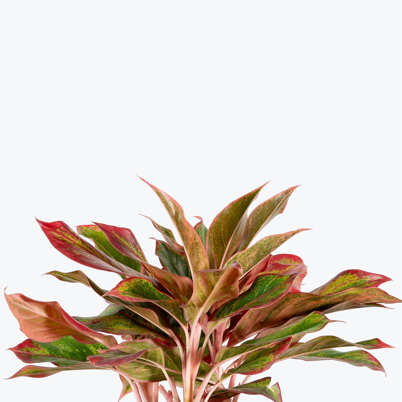 Chinese Evergreen Red Siam - House Plants Delivery Toronto - JOMO Studio