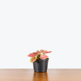 Chinese Evergreen Red Wishes — 6" Pot