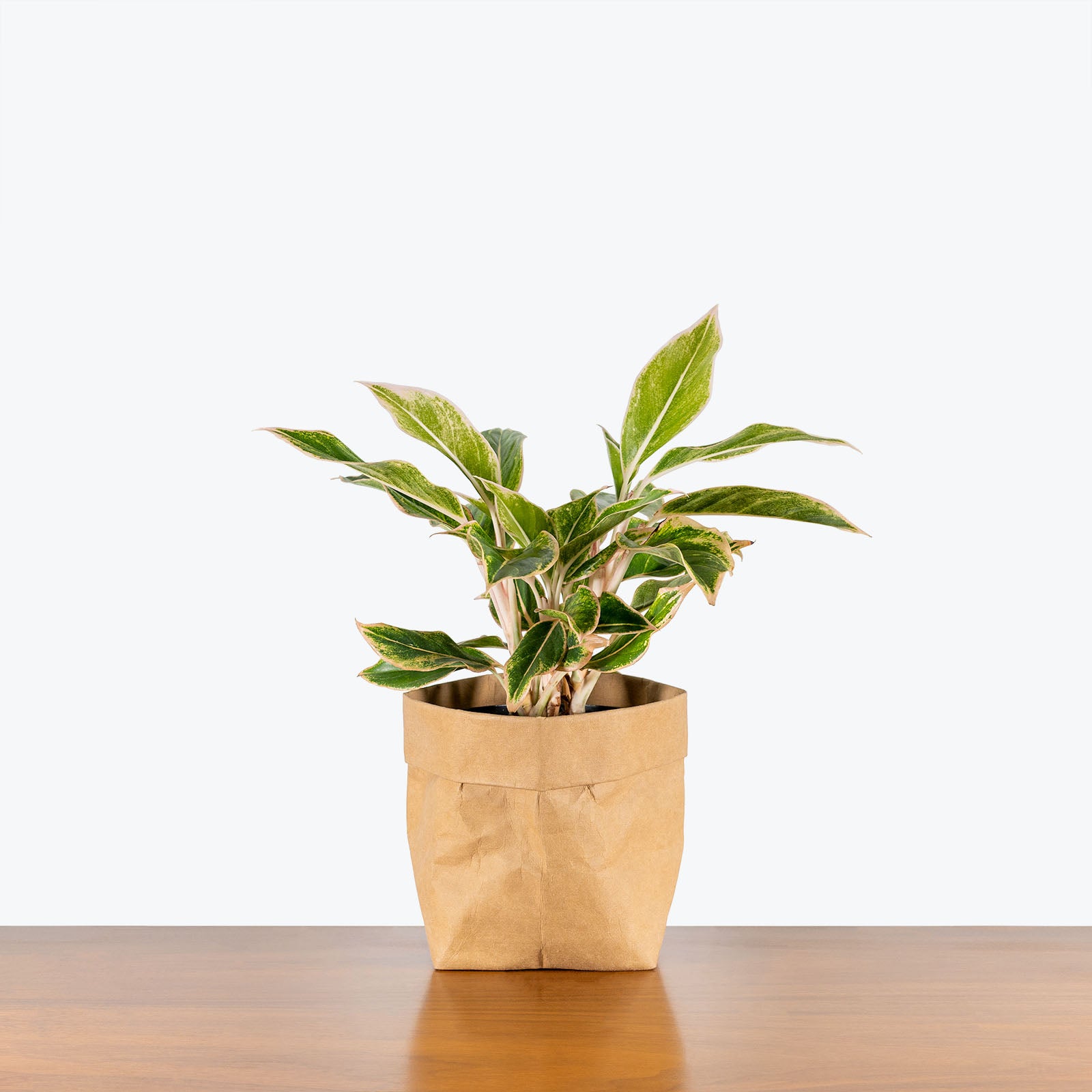 Chinese Evergreen Aglaonema Siam Pink - Toronto's Online Plant Store - Delivering Across Canada - JOMO Studio