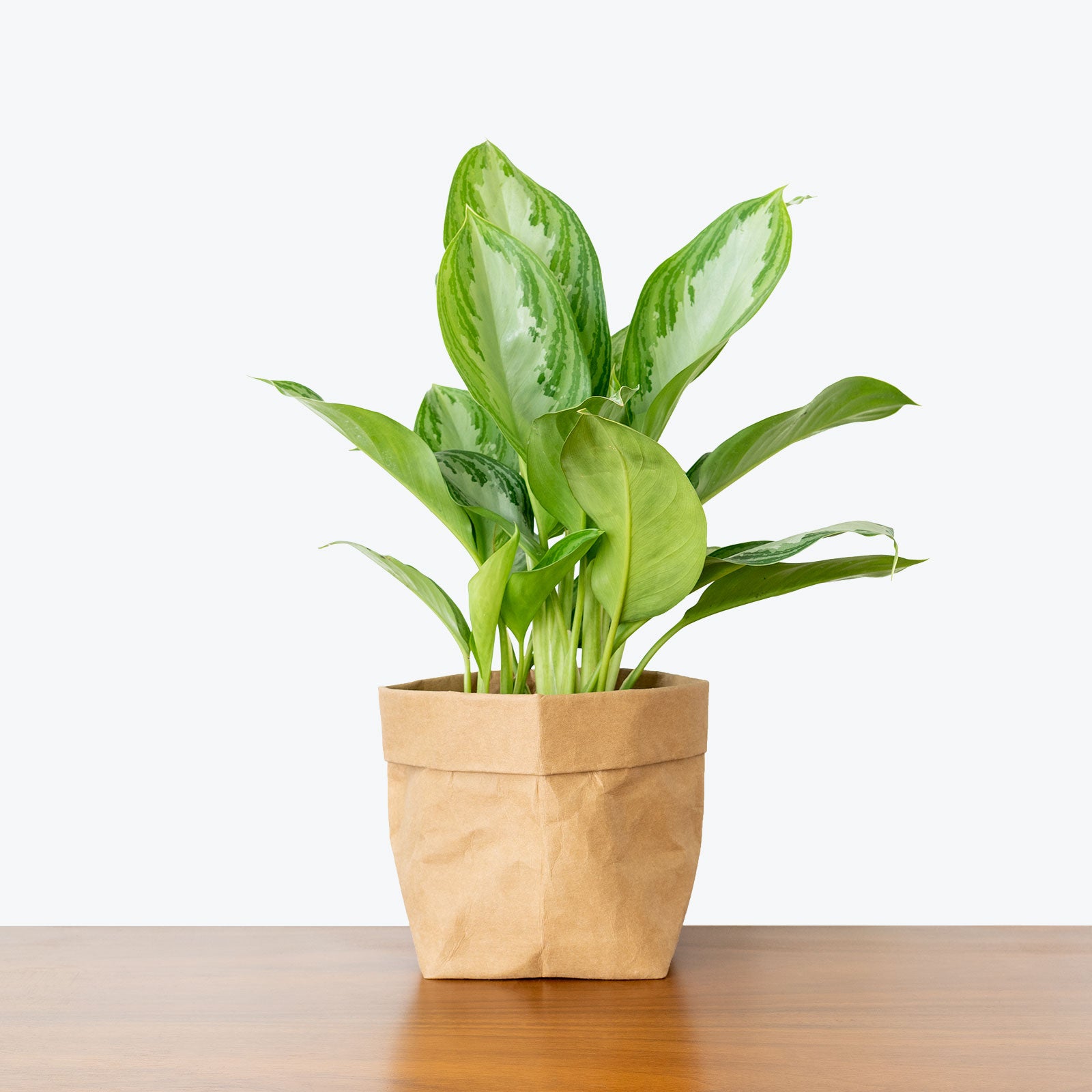 Chinese Evergreen Silver Bay - House Plants Delivery Toronto - JOMO Studio