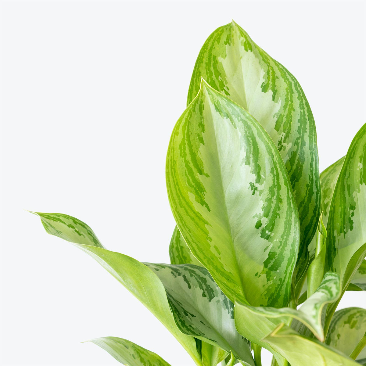 Chinese Evergreen Silver Bay - House Plants Delivery Toronto - JOMO Studio