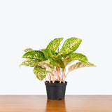 Chinese Evergreen Sparkling Sarah — 6" Pot