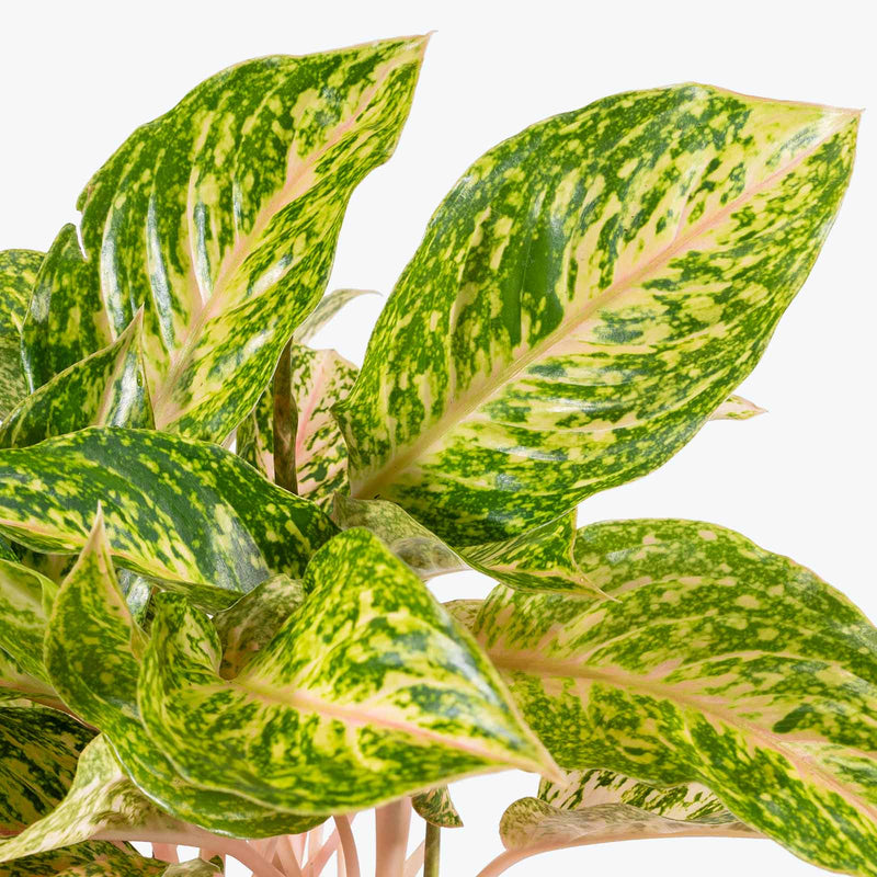 Chinese Evergreen Sparkling Sarah | Aglaonema Sparkling Sarah | Care Guide and Pro Tips - Delivery from Toronto across Canada - JOMO Studio
