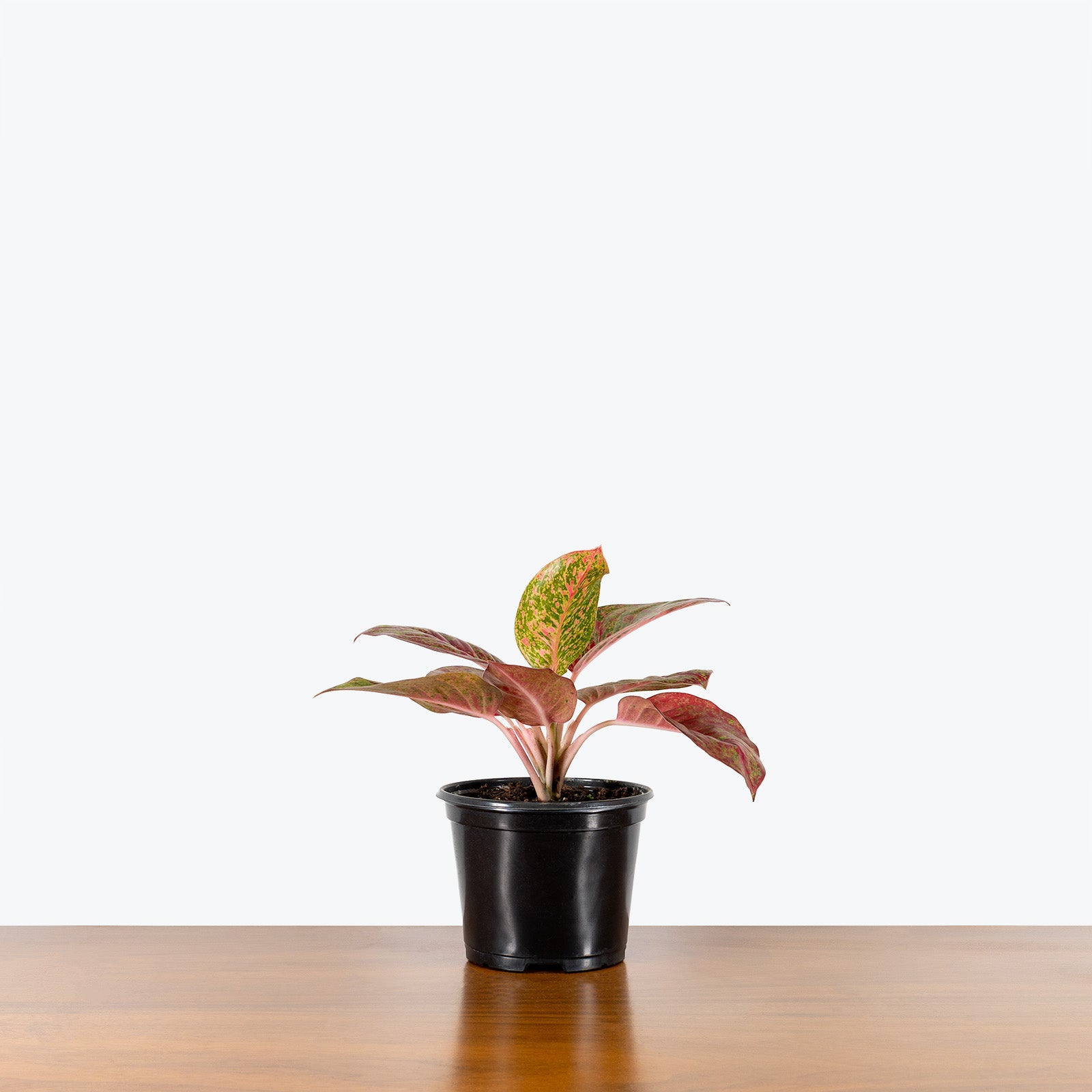 Chinese Evergreen Aglaonema Stardust - House Plants Delivery Toronto - JOMO Studio