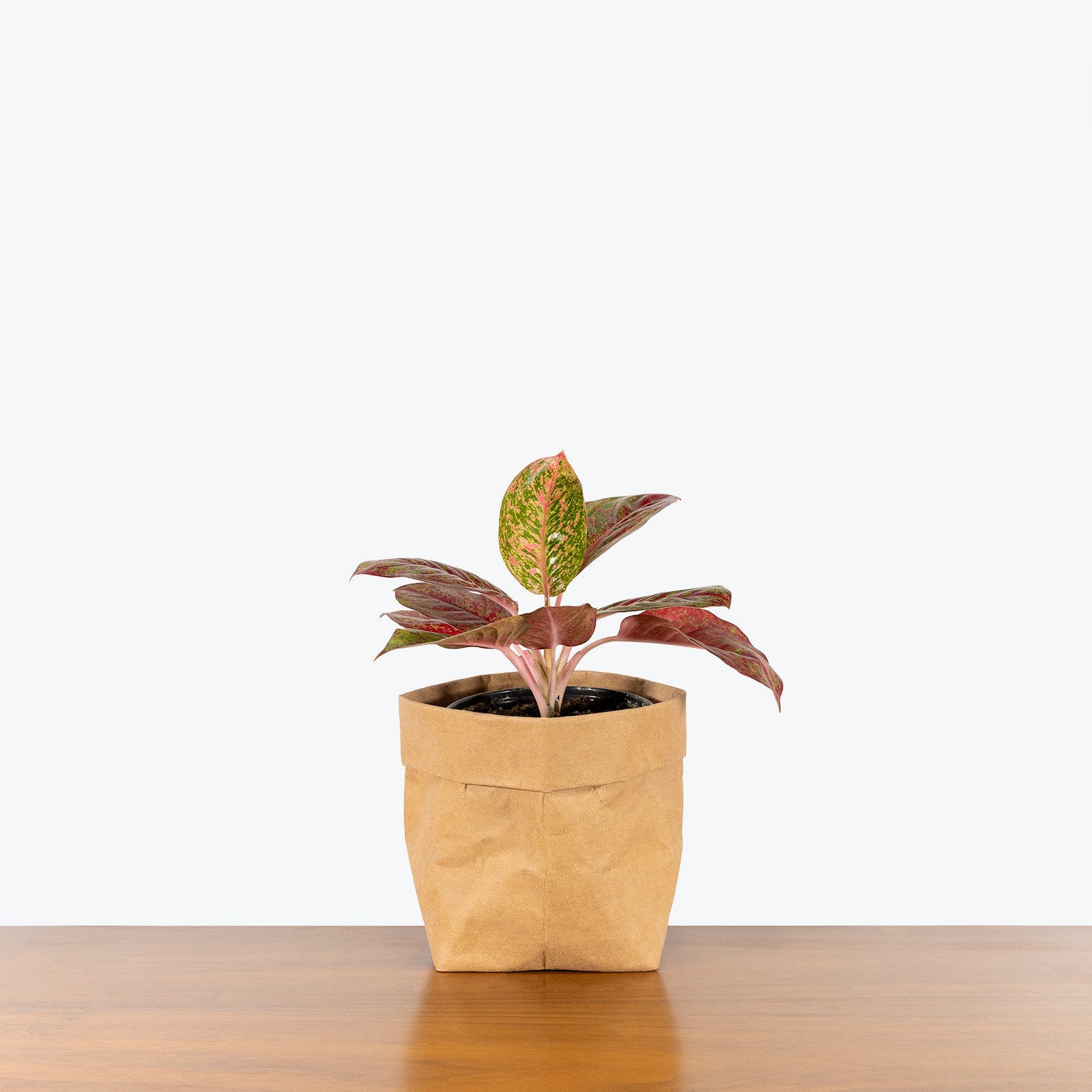 Chinese Evergreen Aglaonema Stardust - House Plants Delivery Toronto - JOMO Studio