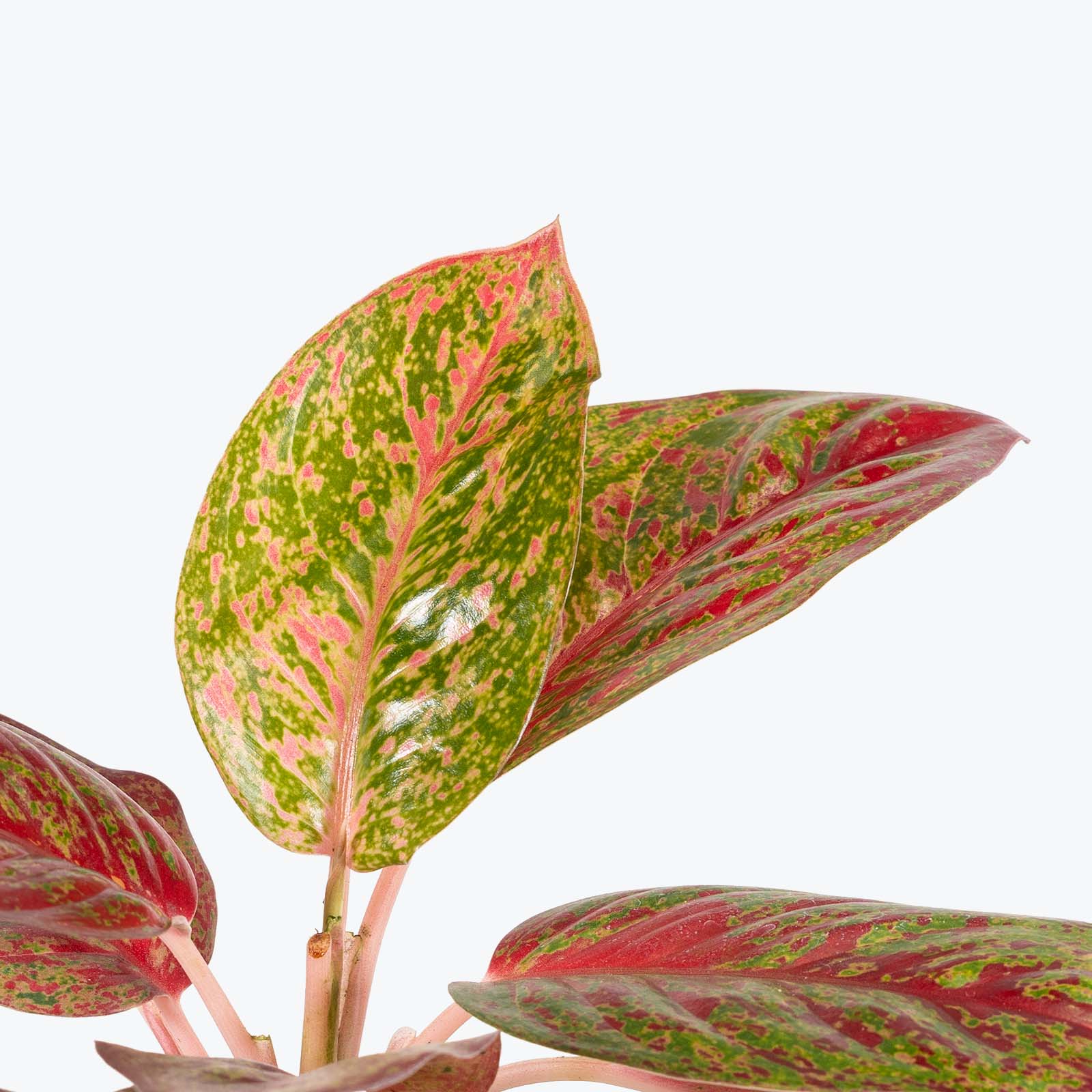 Chinese Evergreen Aglaonema Stardust - House Plants Delivery Toronto - JOMO Studio